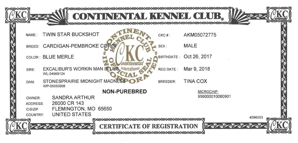Buckshot CKC Certificate of Registration