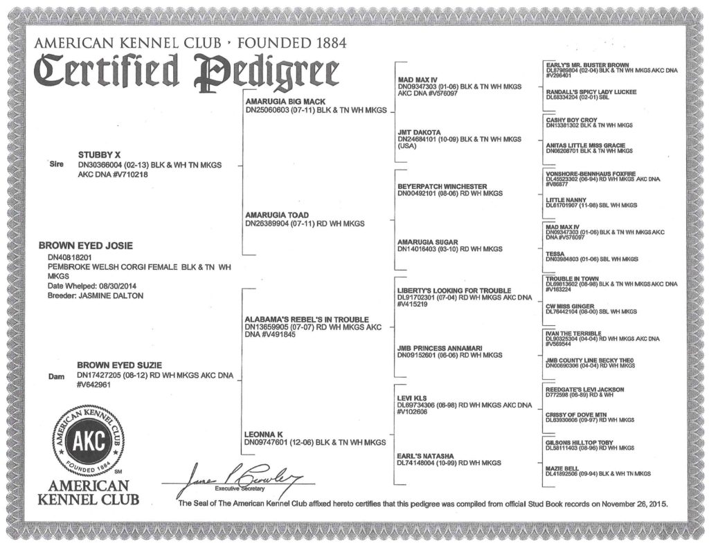 Pistol AKC Certified Pedigree