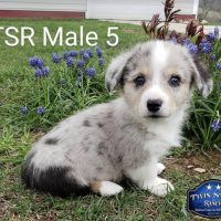 SOLD - TSR Male 5 His ears are UP! New Photo Coming!