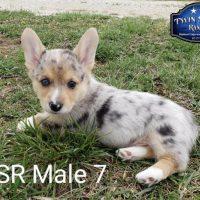 SOLD - TSR Male 7