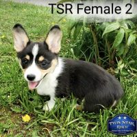 SOLD - TSR Female 2