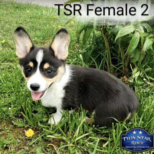 SOLD - TSR Female 2