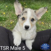 SOLD - TSR Male 5 His ears are UP!