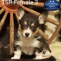 SOLD -TSR Female 3