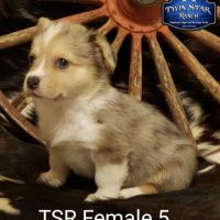 SOLD -TSR Female 5