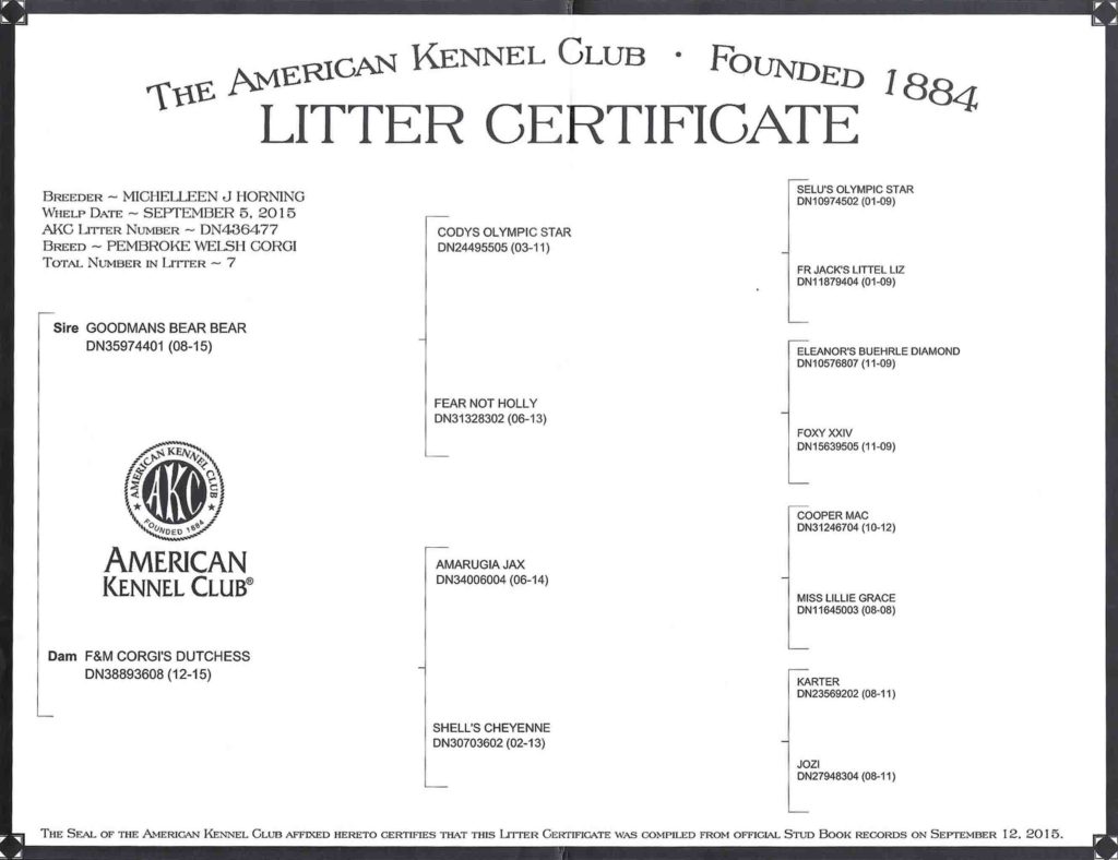 Cinch AKC Litter Certificate