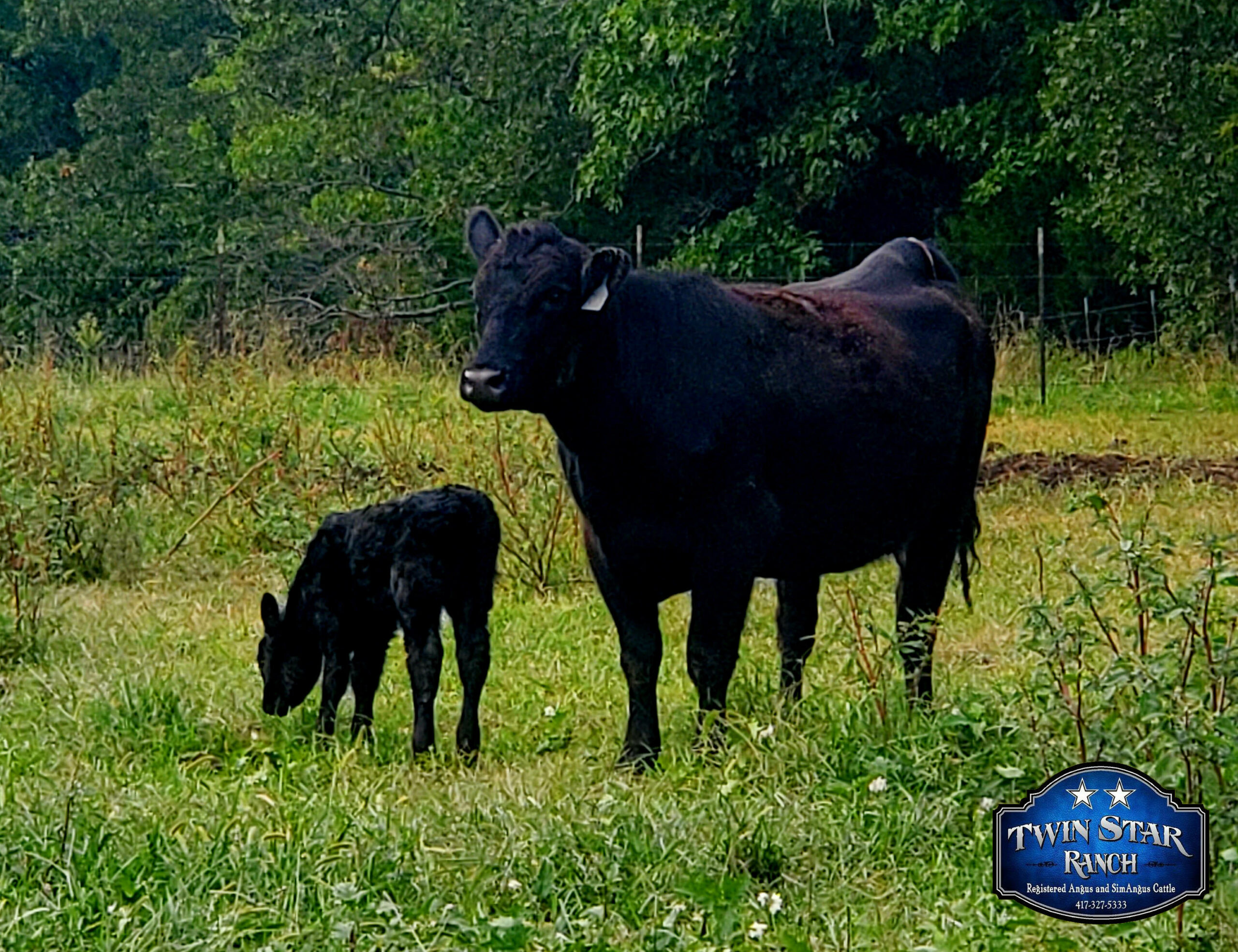 Five generations of heifers