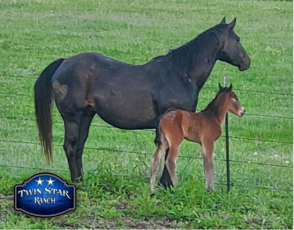 Quarter Horse mare with her foal, raised in our breeding program during breeding season.