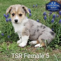 SOLD - TSR Female 5 4/13/22