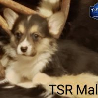 SOLD - TSR Male 3